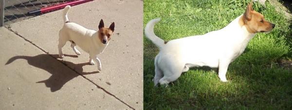 TDK Double Dipper @ A&amp;M | Rat Terrier 