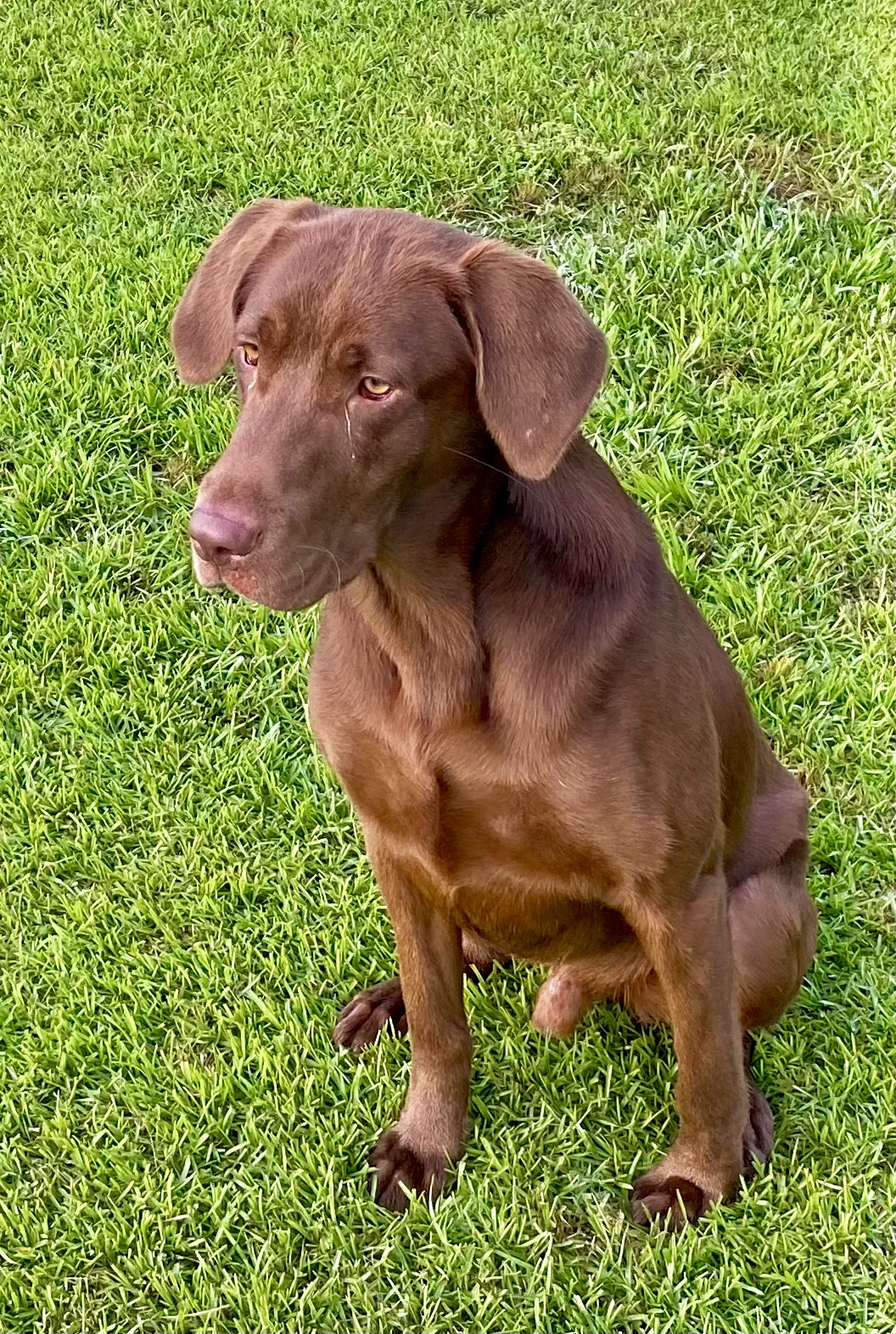 Gator Pts 5, 4, 3, 2, One Too Many | Chocolate Labrador Retriver