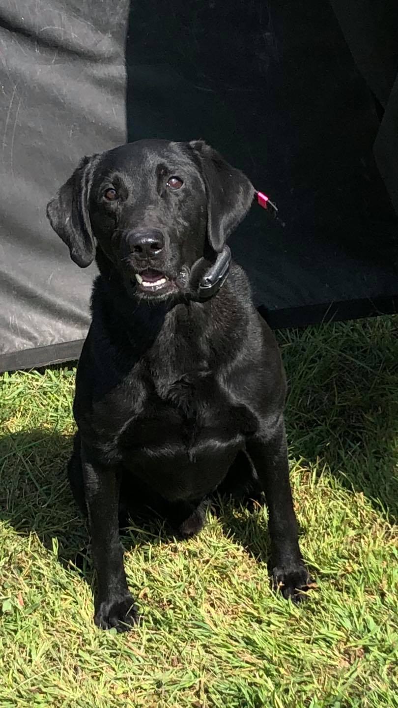 Tucquans The Bidding Starts Here MH QA2 | Black Labrador Retriver