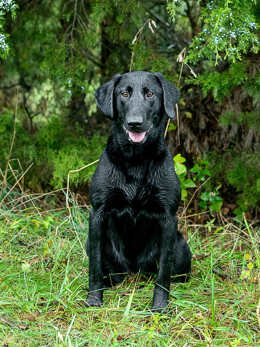 Riverwood’s Red, Shaq, And Blu | Black Labrador Retriver