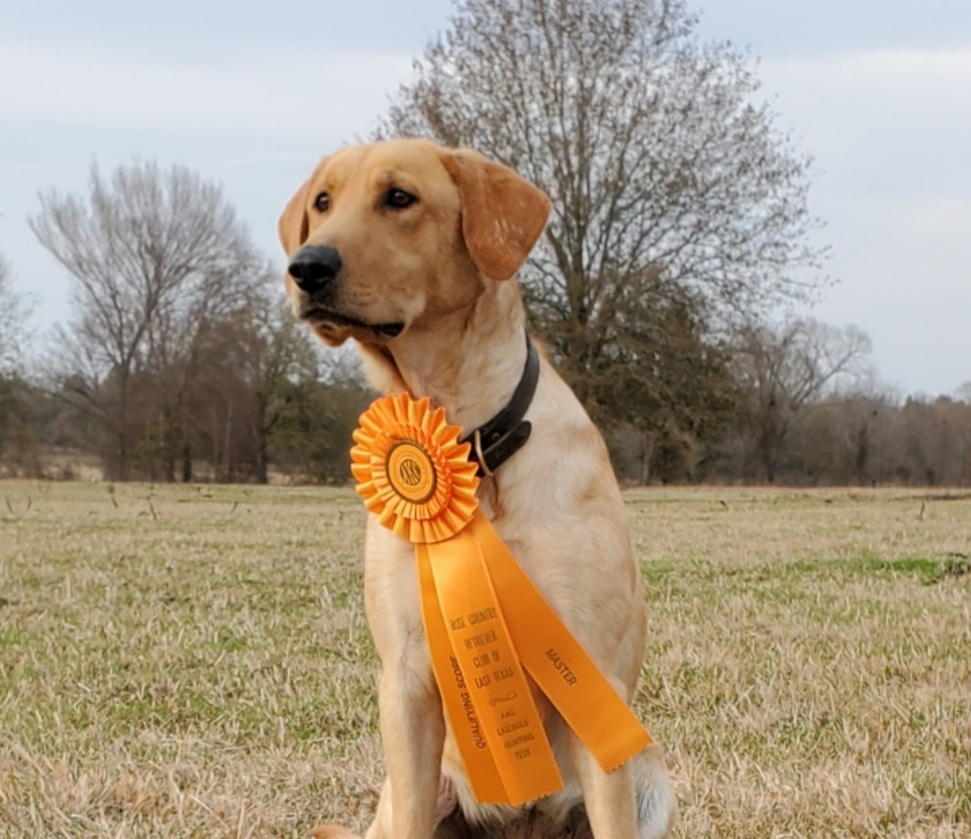 HRCH Coolwaters Cut Of A Legend MH | Yellow Labrador Retriver