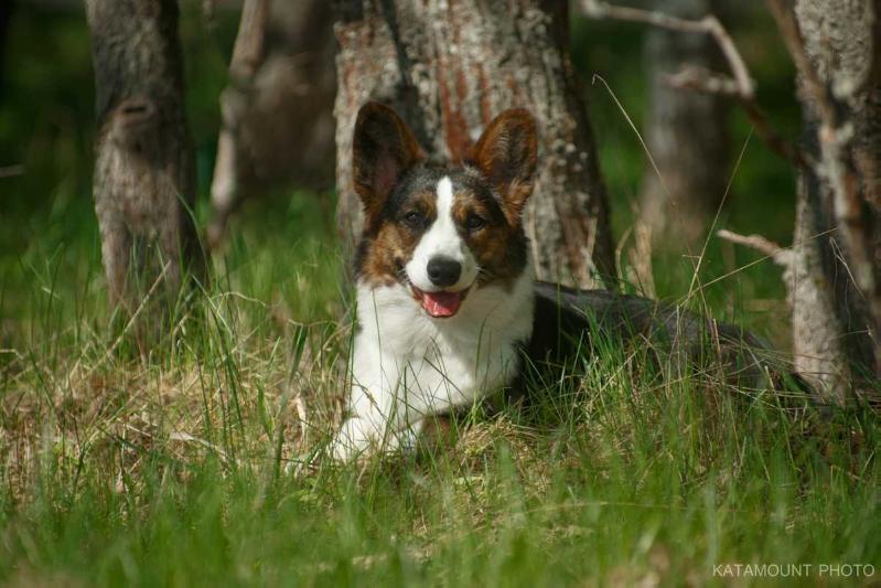 Keksband Mine All Mine | Cardigan Welsh Corgi 