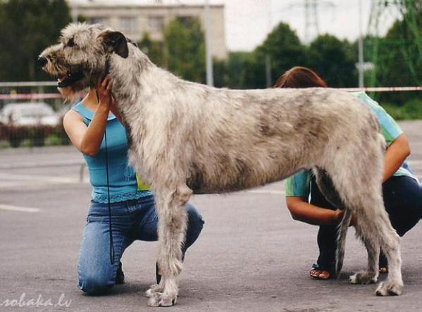 Vejgari Duska | Irish Wolfhound 