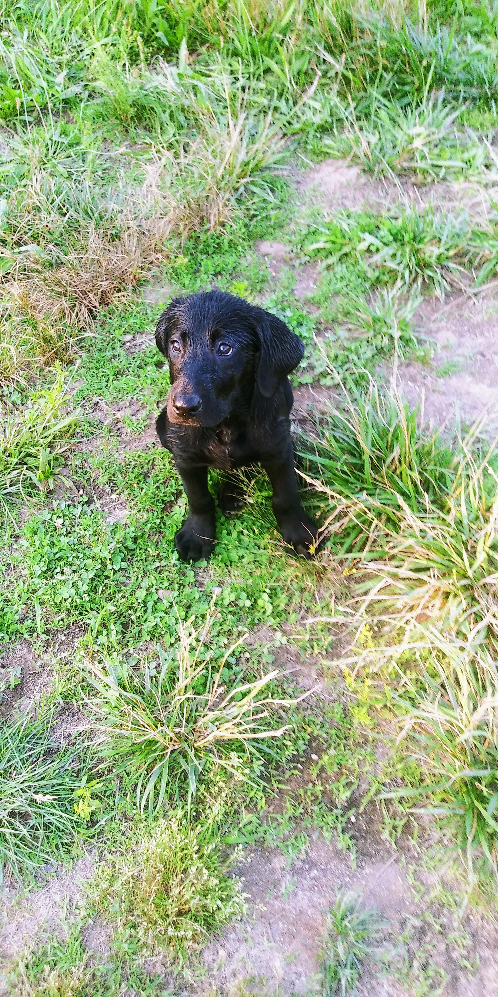 Seaside's Last One Standing | Black Labrador Retriver