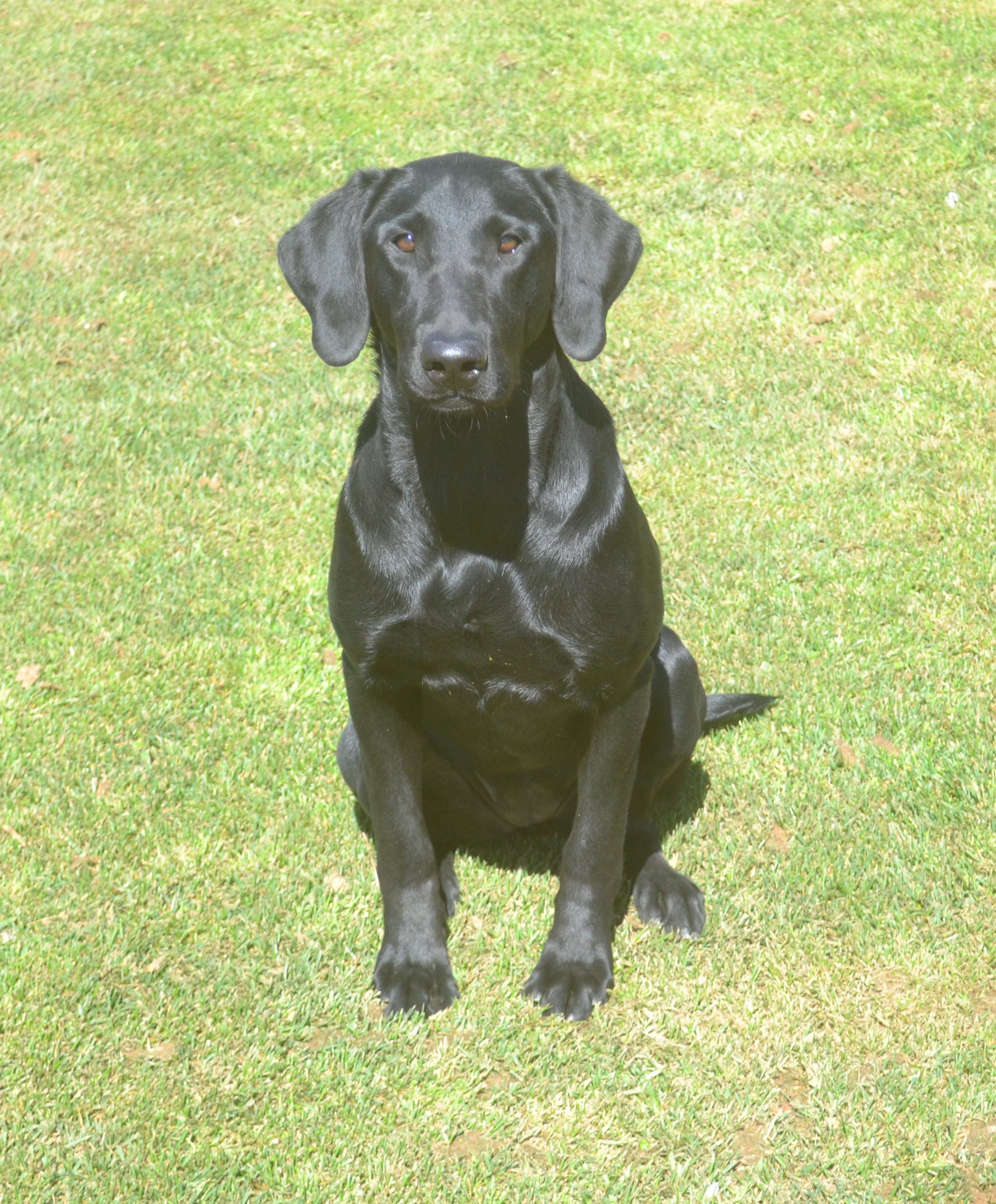 Creek Robbers Belle Of The Ball | Black Labrador Retriver