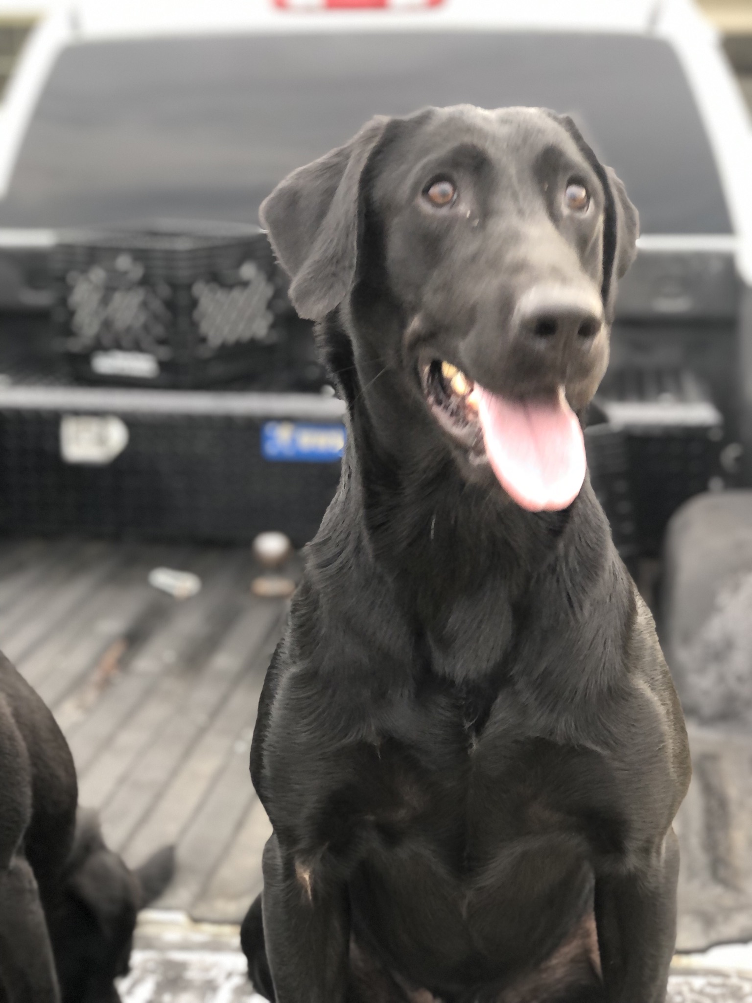 Three Feet High And Rising | Black Labrador Retriver