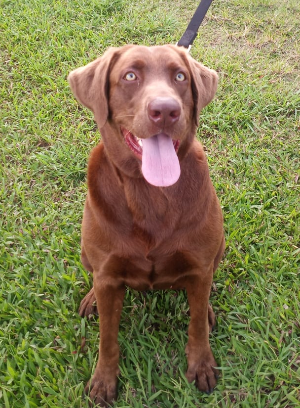 Rubi Lisojo Quintana | Chocolate Labrador Retriver