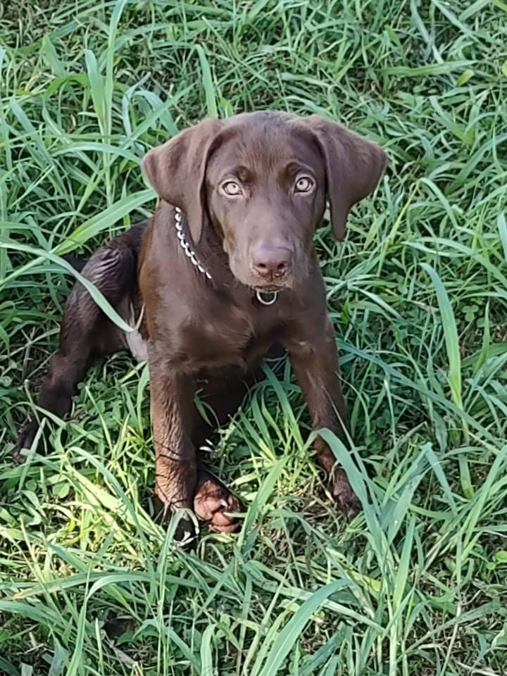 Chaos Pride Kala | Chocolate Labrador Retriver