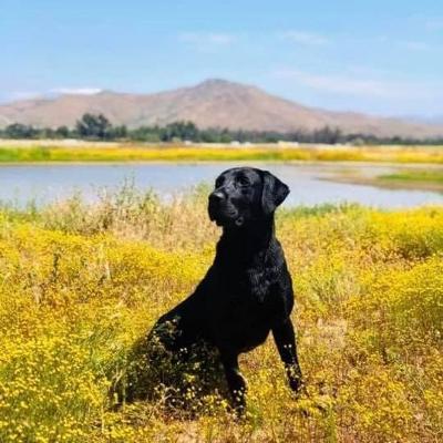 Gundogretrievers Jumpin Jax Flash JH SH | Black Labrador Retriver