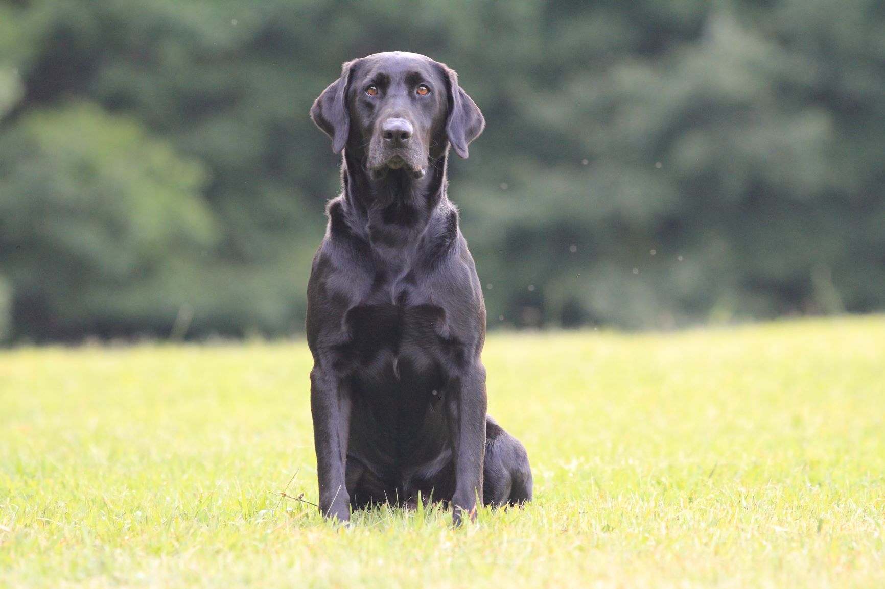 HRCH UH Big Black Dude's Bold Dragoon MH | Black Labrador Retriver