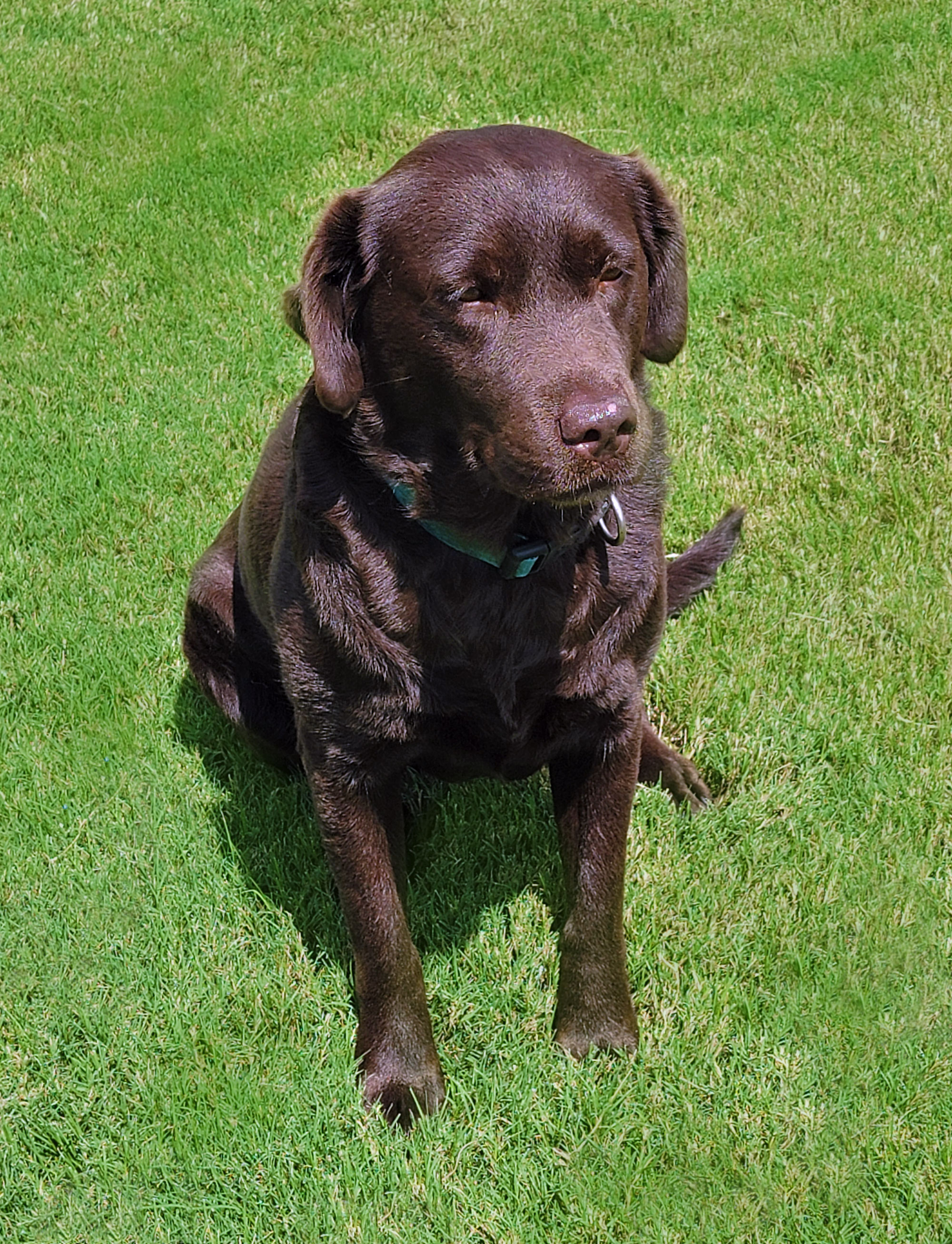 HR Redmark's I'm Yelling Timber SH | Chocolate Labrador Retriver