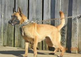 Casey (Mr. D. Bell, Ooltewah, TN USA) | Dutch Shepherd 