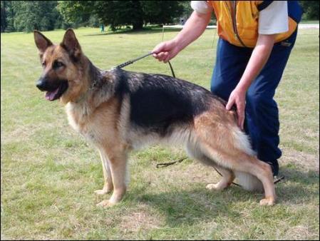 Zissi Tensor | German Shepherd Dog 