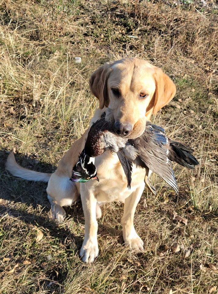 Moonlight’s Sniper JH | Yellow Labrador Retriver