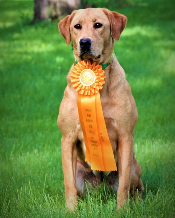 Romeo's Hollie Bell MH | Yellow Labrador Retriver