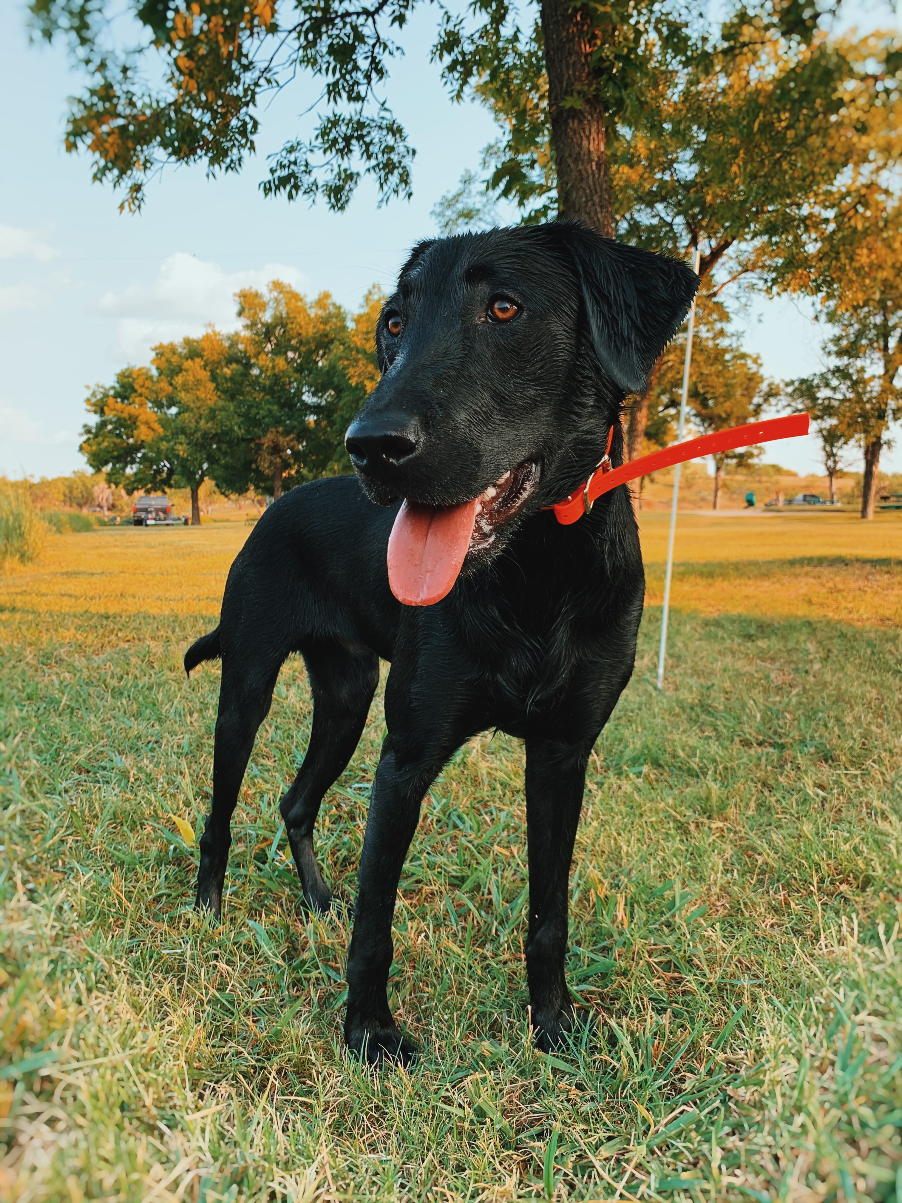 HR Scherr's Ruger | Black Labrador Retriver