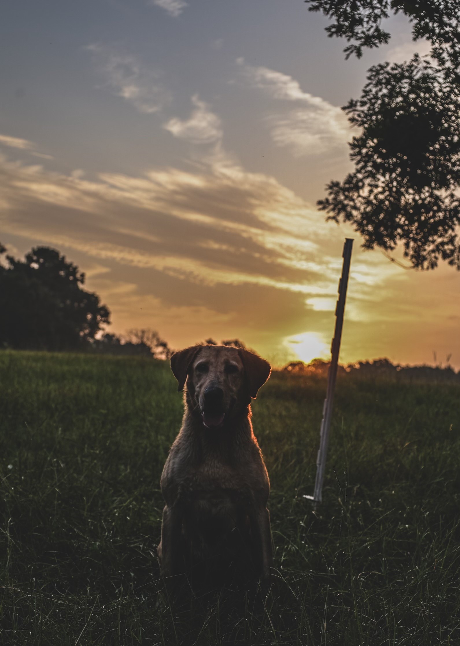 Mully's Magic Carpet Ride MH | Yellow Labrador Retriver