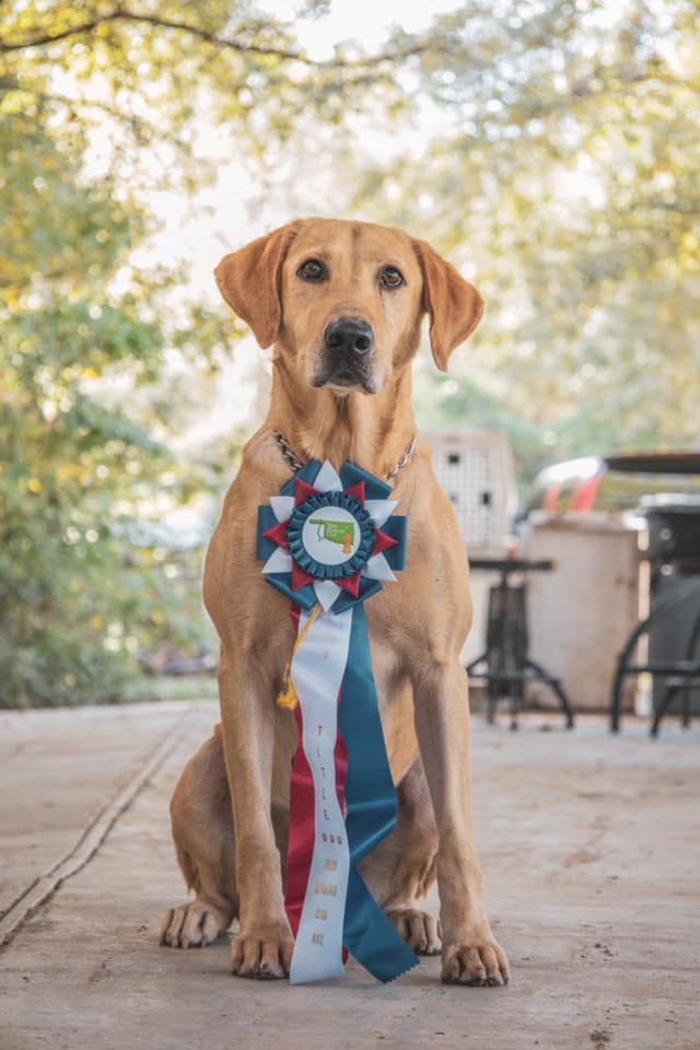 Mully's Magic Carpet Ride MH | Yellow Labrador Retriver