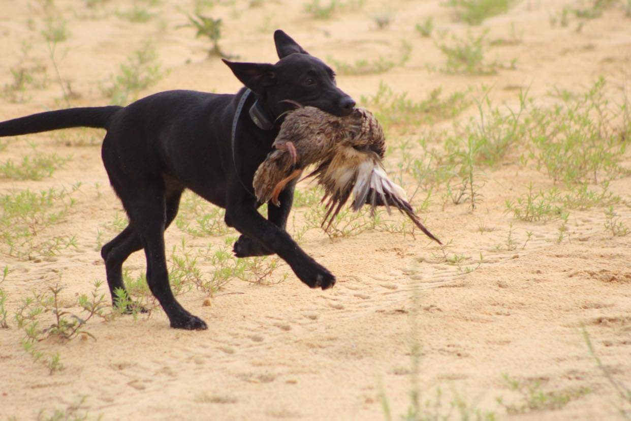 SHR Carolina’s Belle Of The South Dixie | Black Labrador Retriver