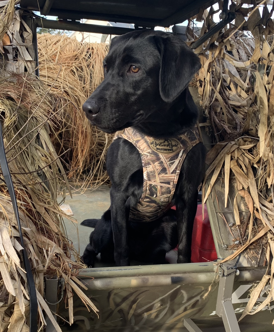 SHR Carolina’s Belle Of The South Dixie | Black Labrador Retriver