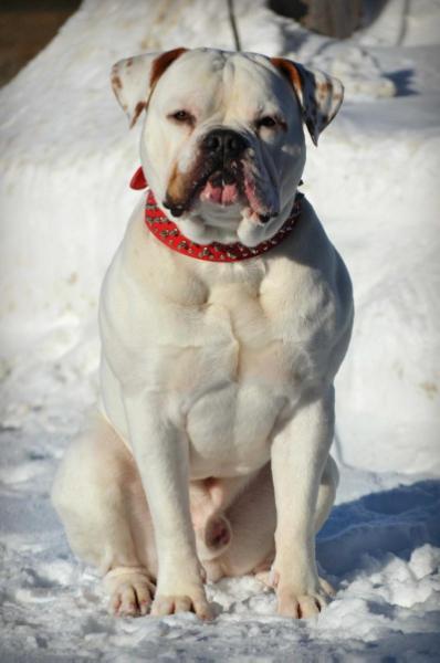 Outkast Bullies Mockingbird of MB/FFB | American Bulldog 