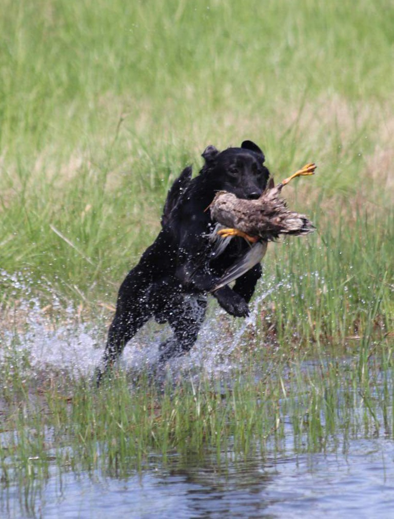 Duke's Texas Howdy JH | Black Labrador Retriver