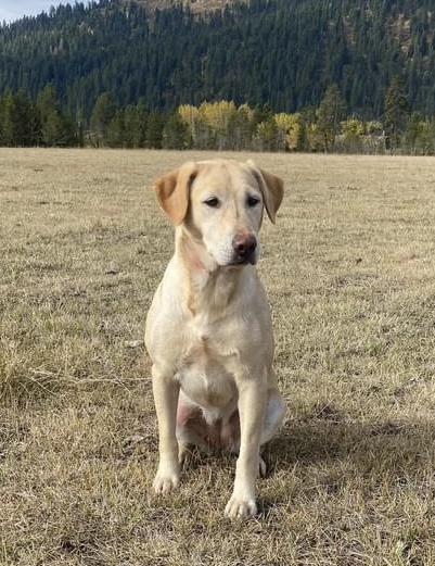 HRCH Rocks Mile A Minute MH | Yellow Labrador Retriver