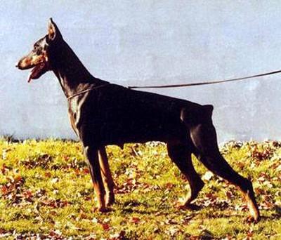 Cila v. Fürstenfeld | Black Doberman Pinscher