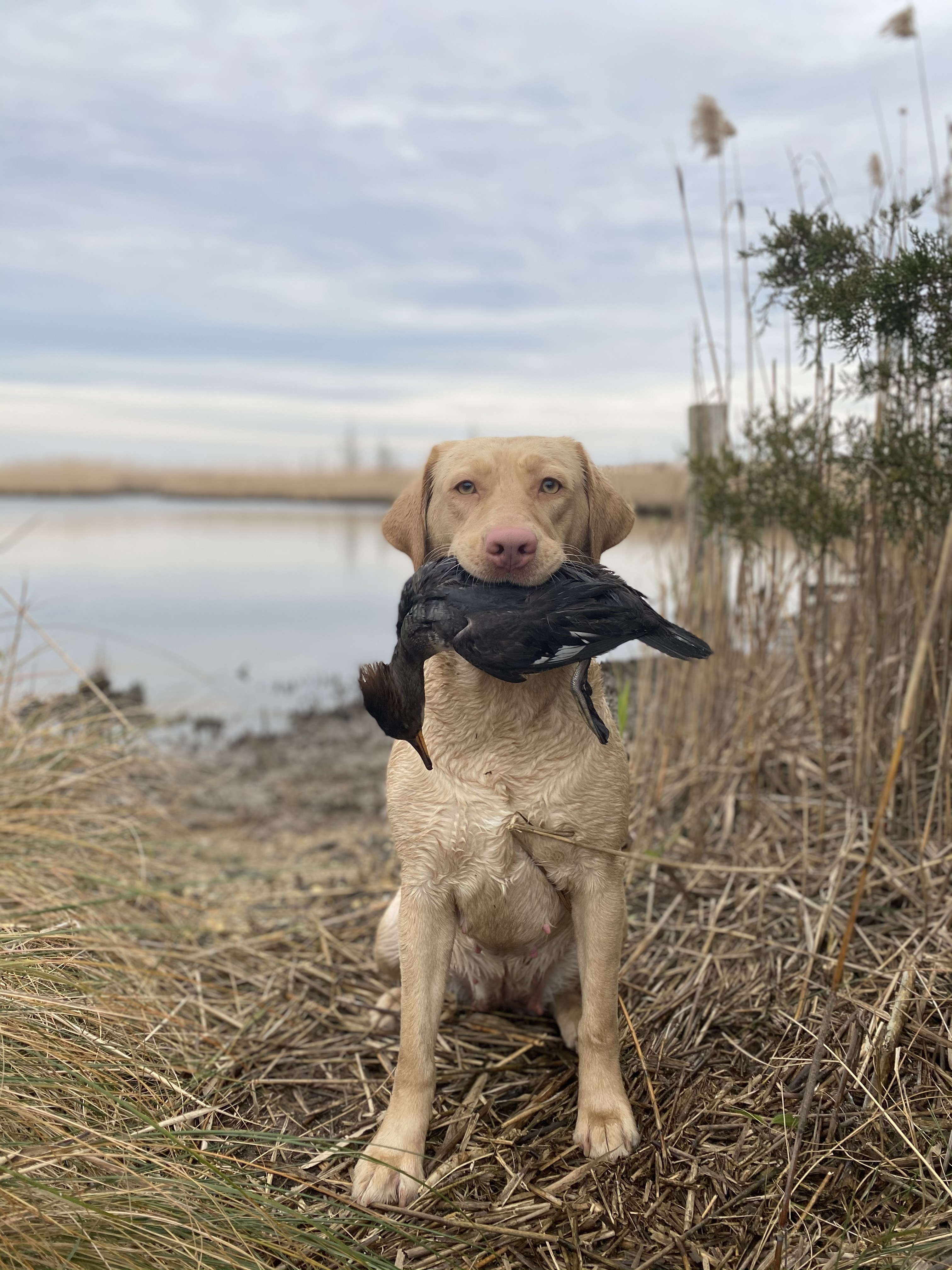 Muskeecreeks Shelby Fastback DS | Yellow Labrador Retriver