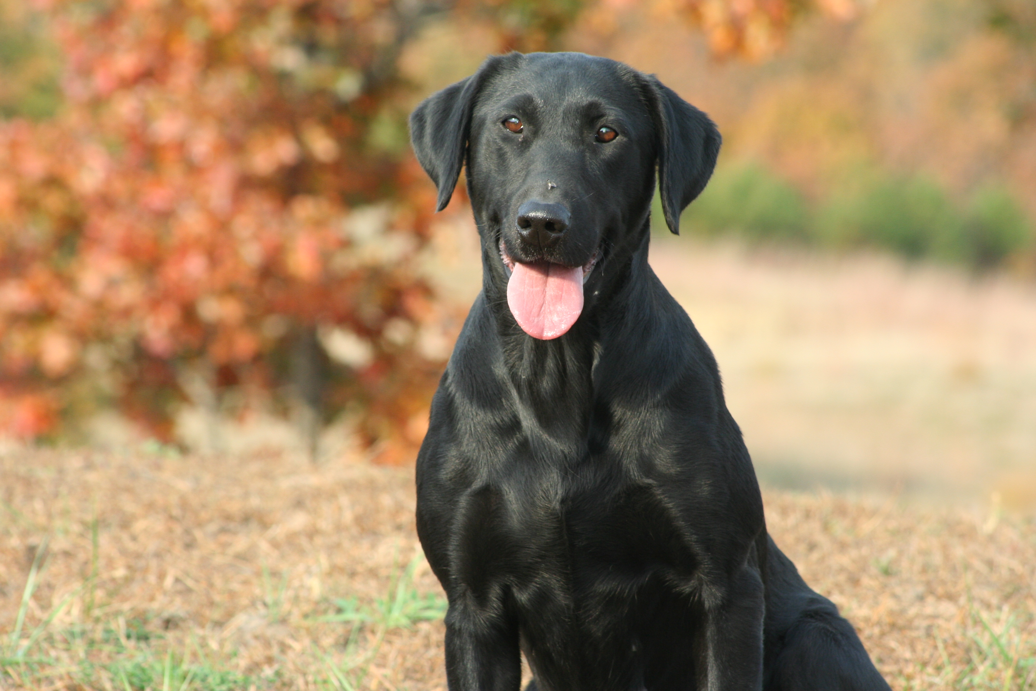 Fourleaf's Misi Ziibi JH | Black Labrador Retriver