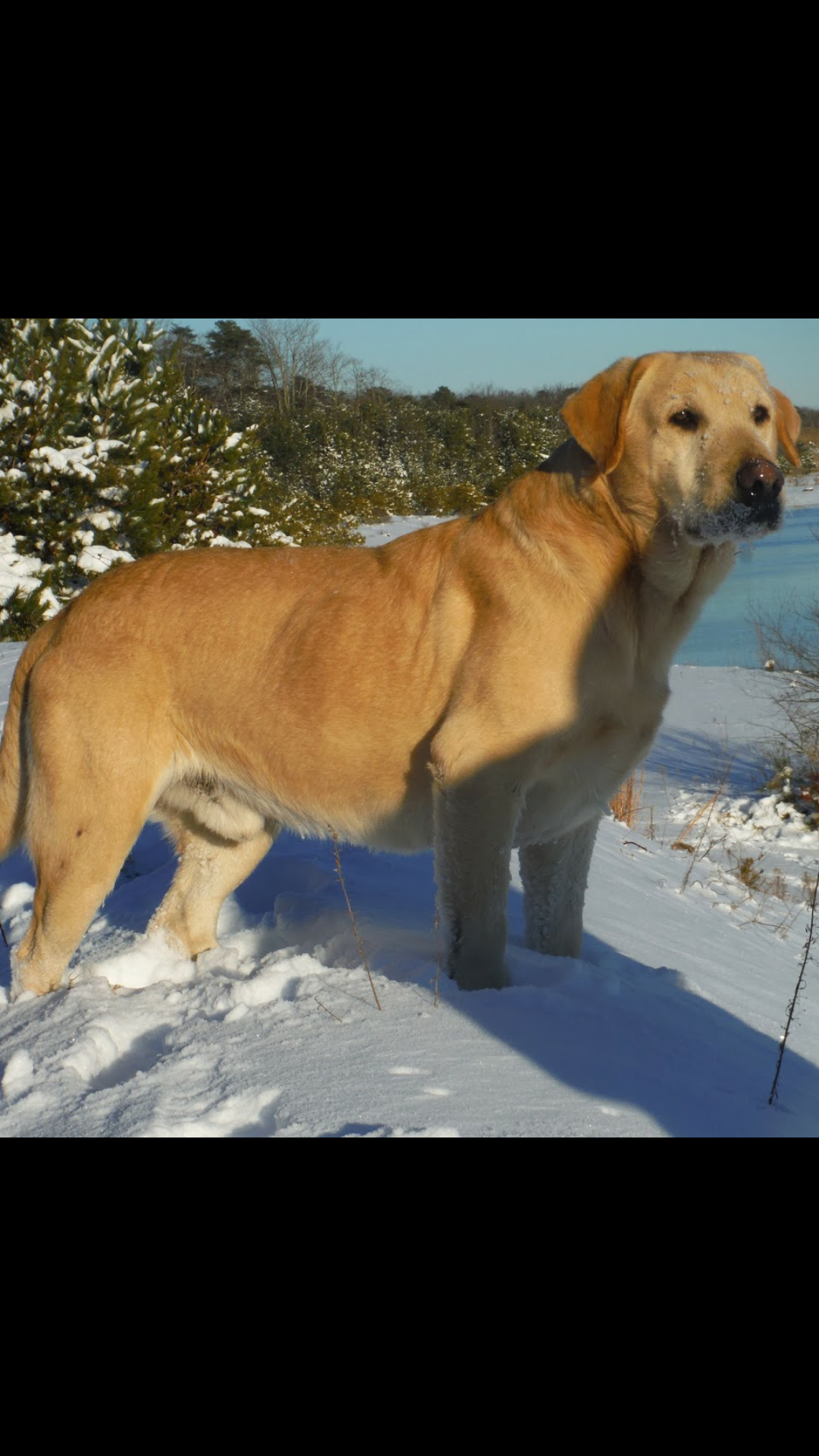 Boom Boom Pow Perfection | Yellow Labrador Retriver