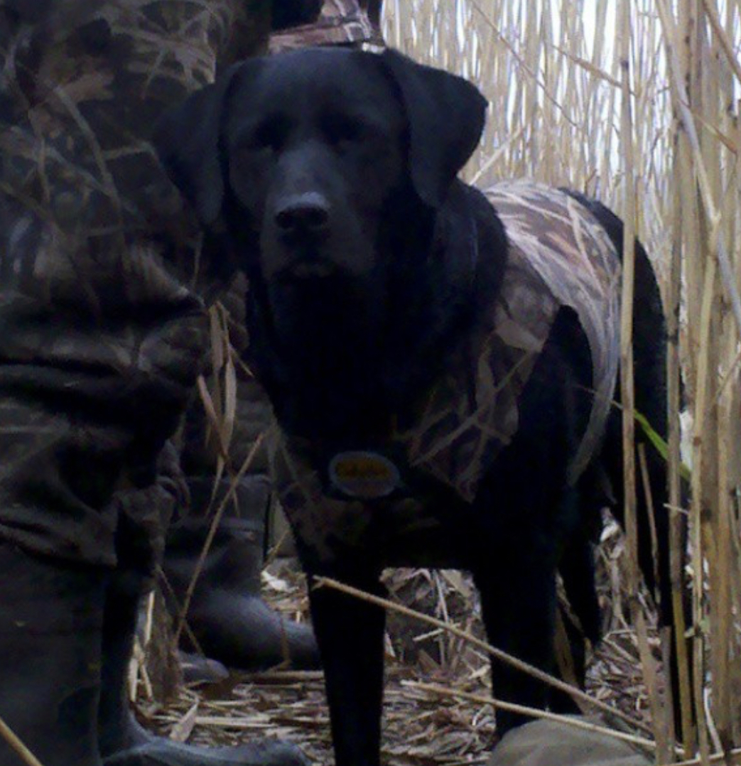 Cabella Xviii | Black Labrador Retriver