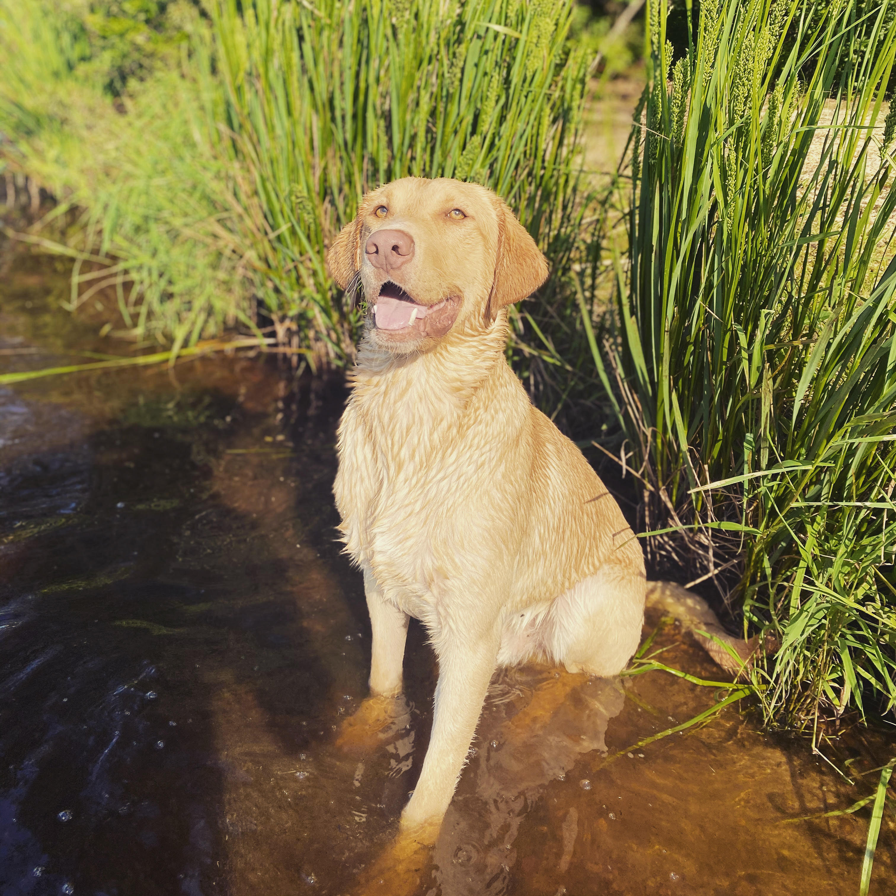 Muskeecreek's Grazed By A Bullett DS | Yellow Labrador Retriver