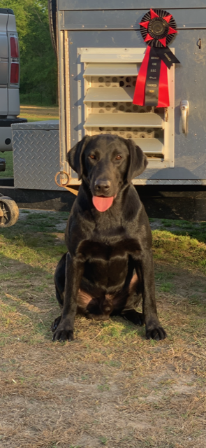 HRCH NATOS MAN ZEKE ETR | Black Labrador Retriver