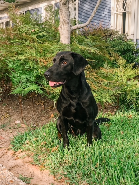 Natos Girl Lefty | Black Labrador Retriver