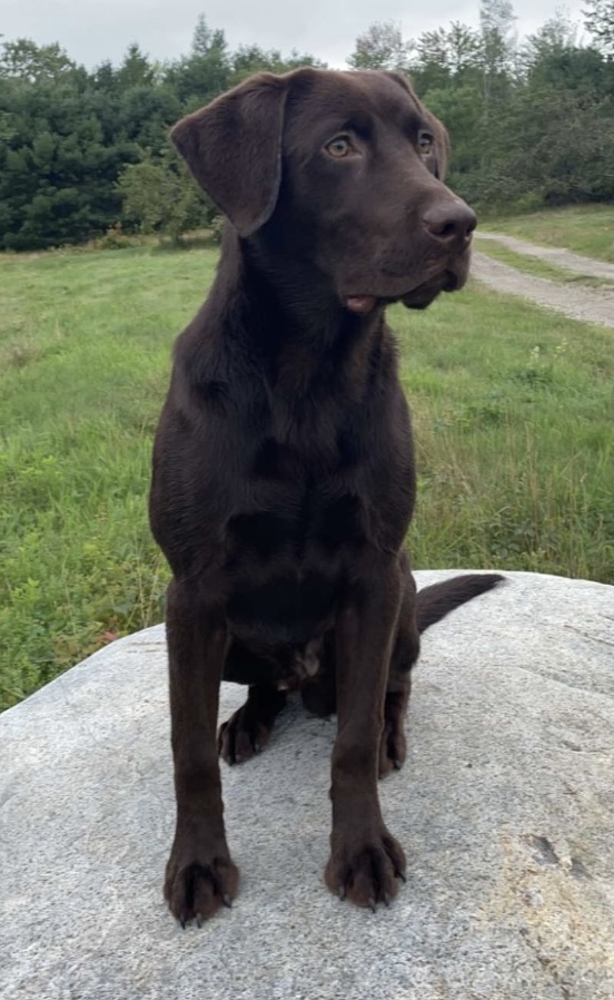 SHR Goshen Swamp’s Bad Mama Jama Botankus | Chocolate Labrador Retriver