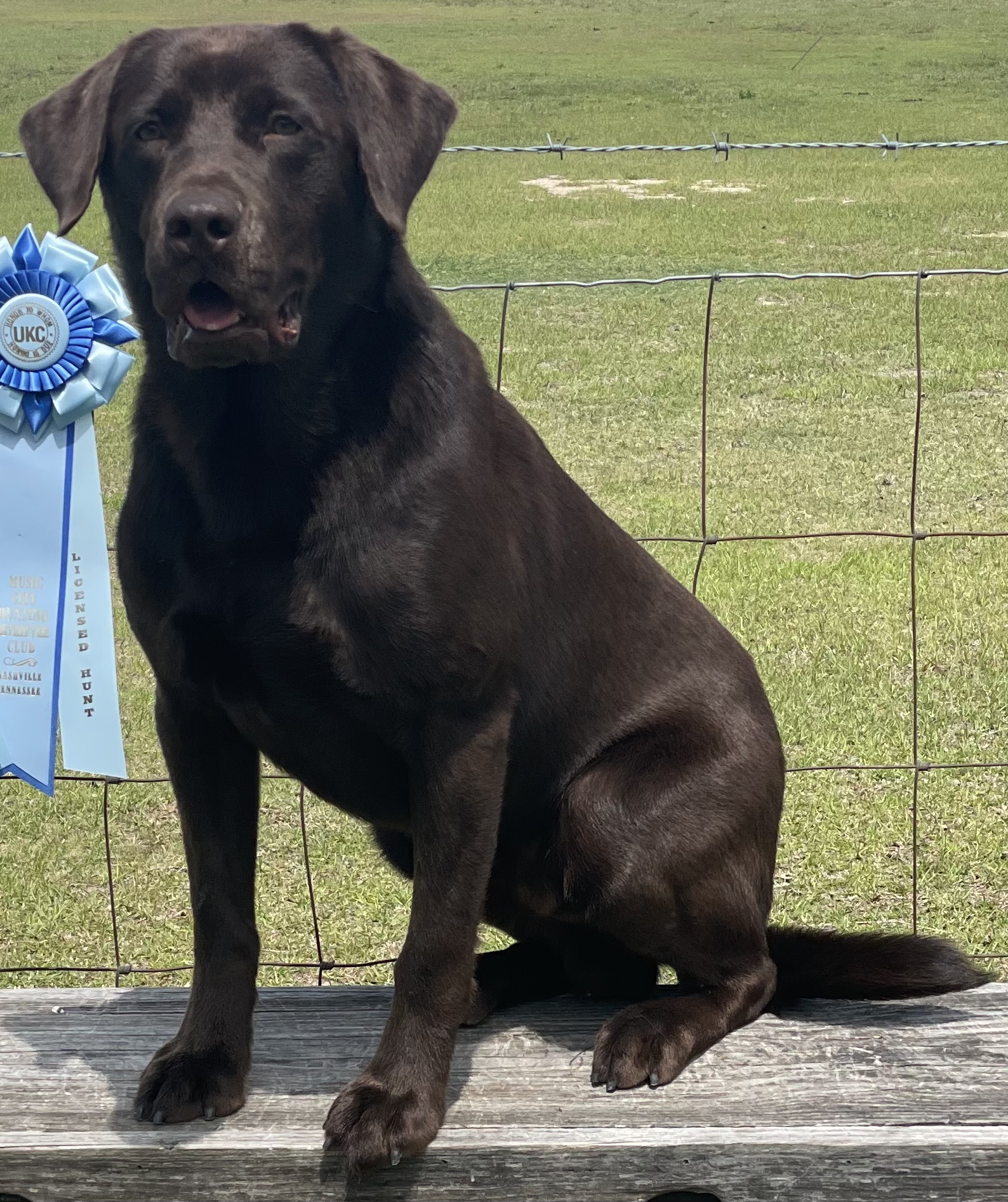 SHR Goshen Swamp’s Bad Mama Jama Botankus | Chocolate Labrador Retriver