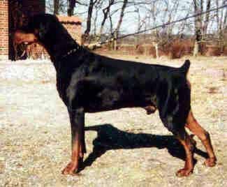 Jotunheim's Ivar (DKK 12796/92) | Black Doberman Pinscher