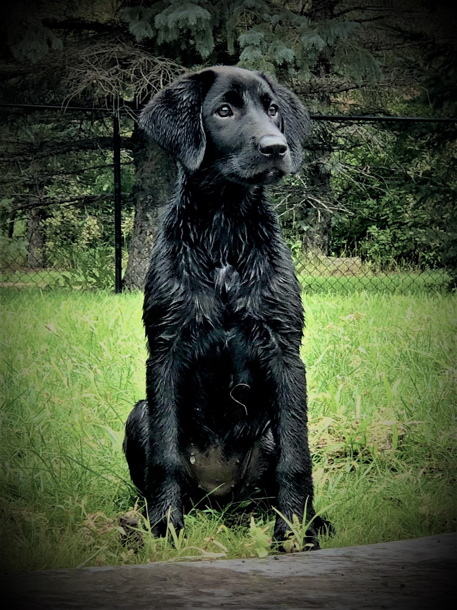 Razor's Gimme A Chance | Black Labrador Retriver