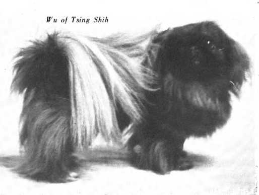 Wu of Tsing Shih | Pekingese 