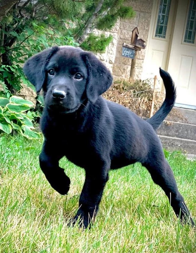 Razor's Gimme A Chance | Black Labrador Retriver