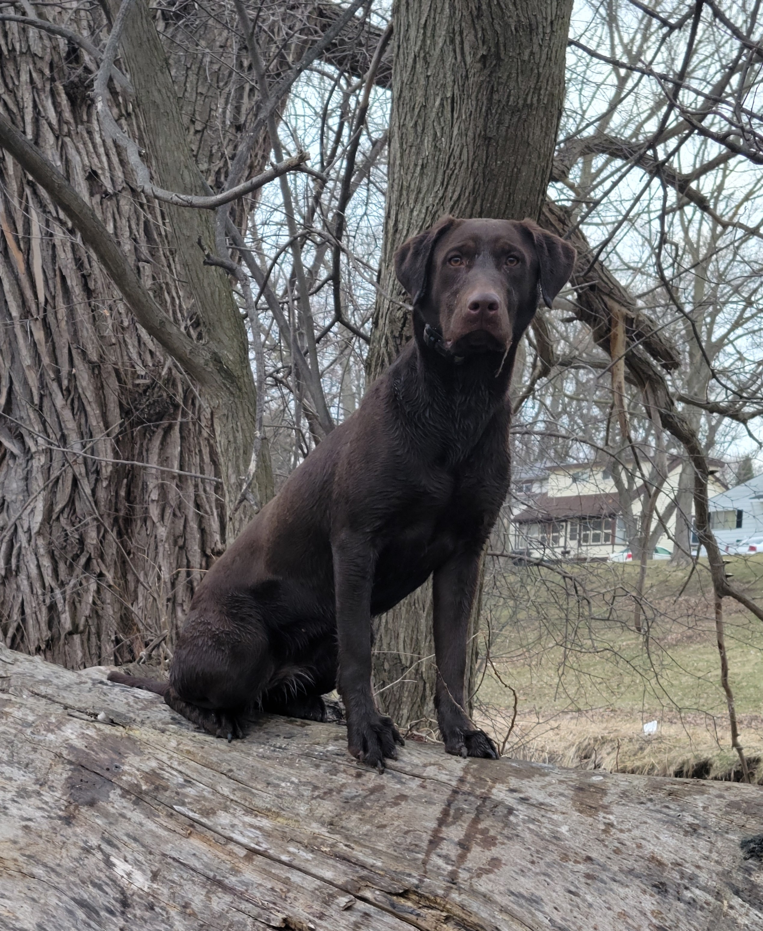 HR UH Gladiators Molly B The Goat | Chocolate Labrador Retriver