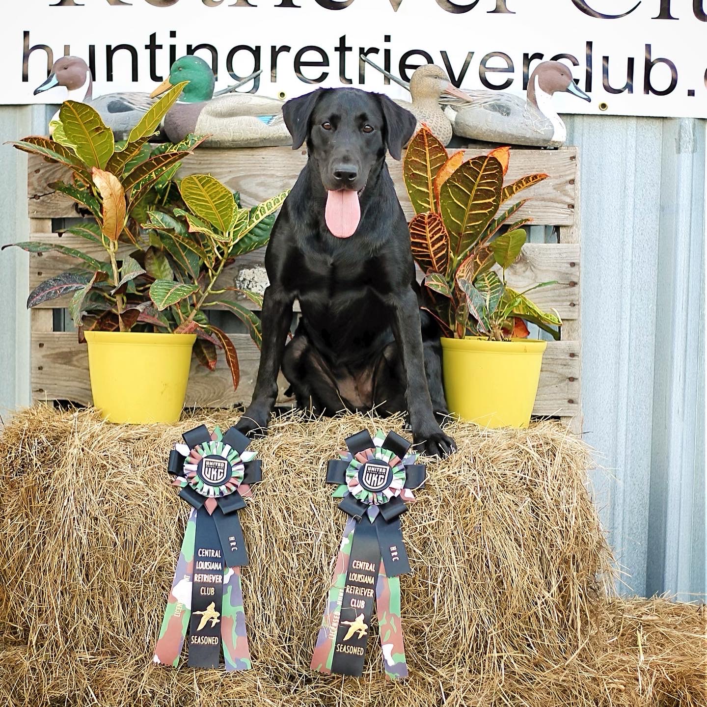 Five Star Midnight Breeze HR | Black Labrador Retriver