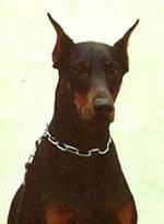 Erika v. Borner See | Black Doberman Pinscher