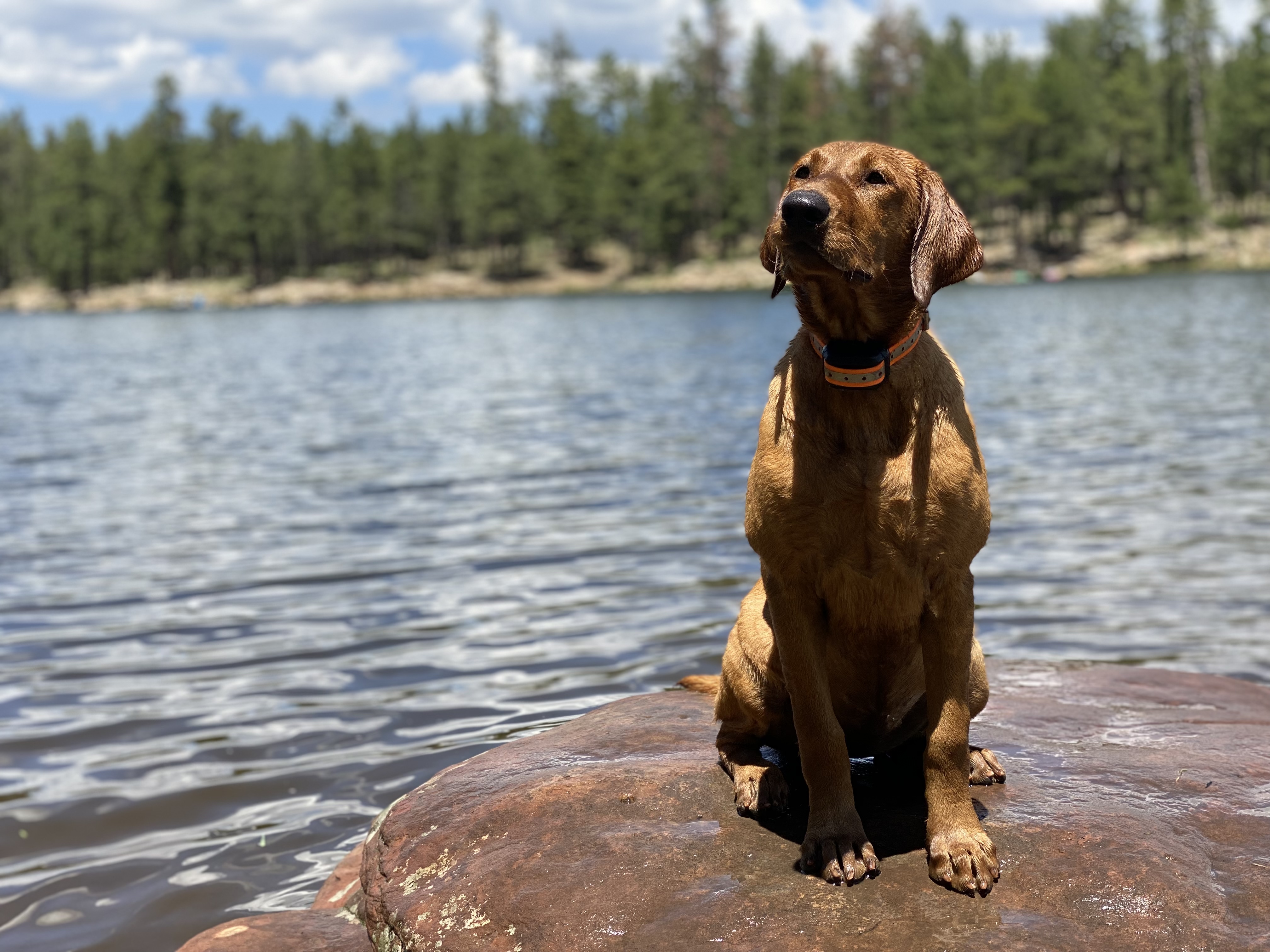 Upland Valleys Sweeter With Time | Yellow Labrador Retriver