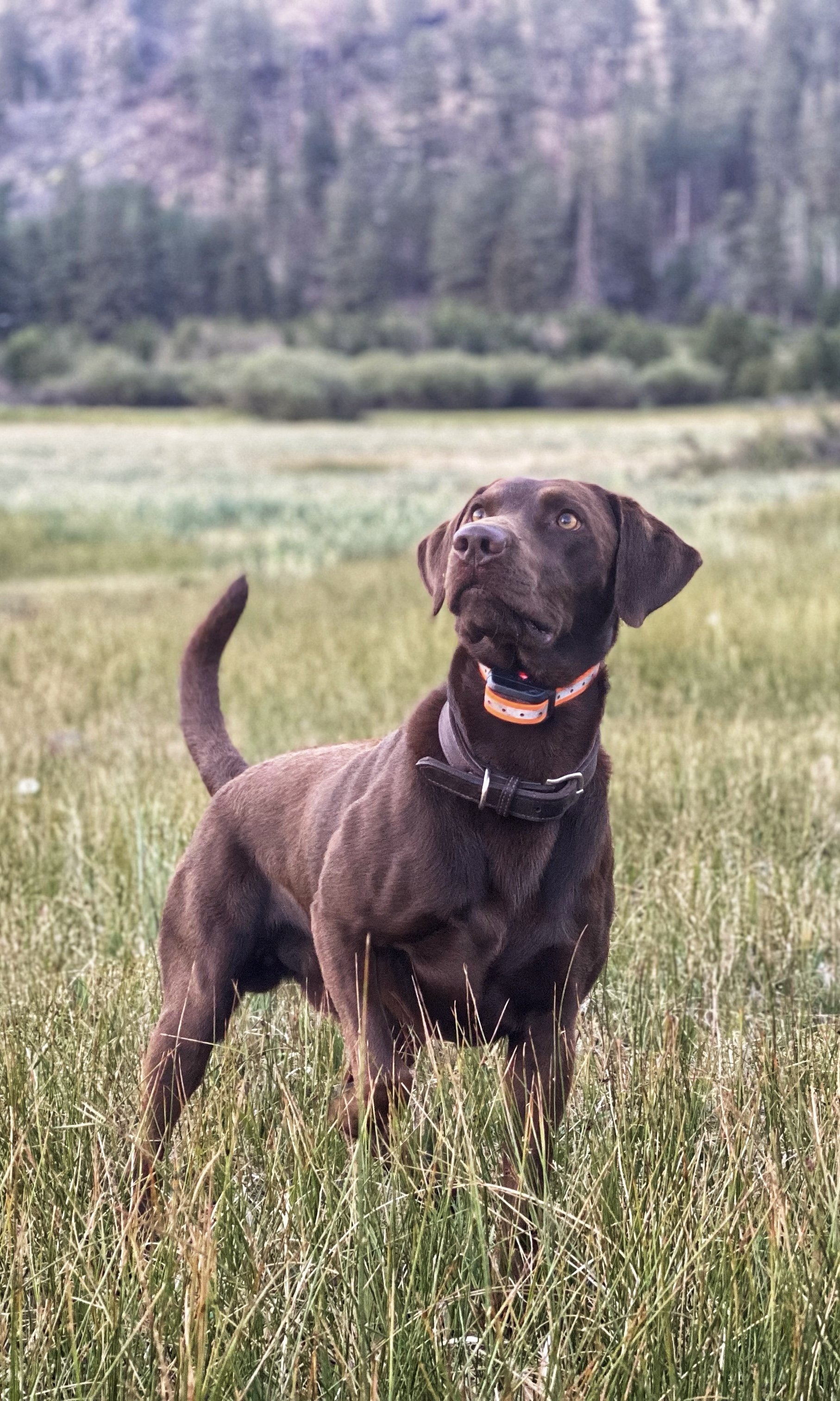 Upland Valleys Kodiak Bear | Chocolate Labrador Retriver