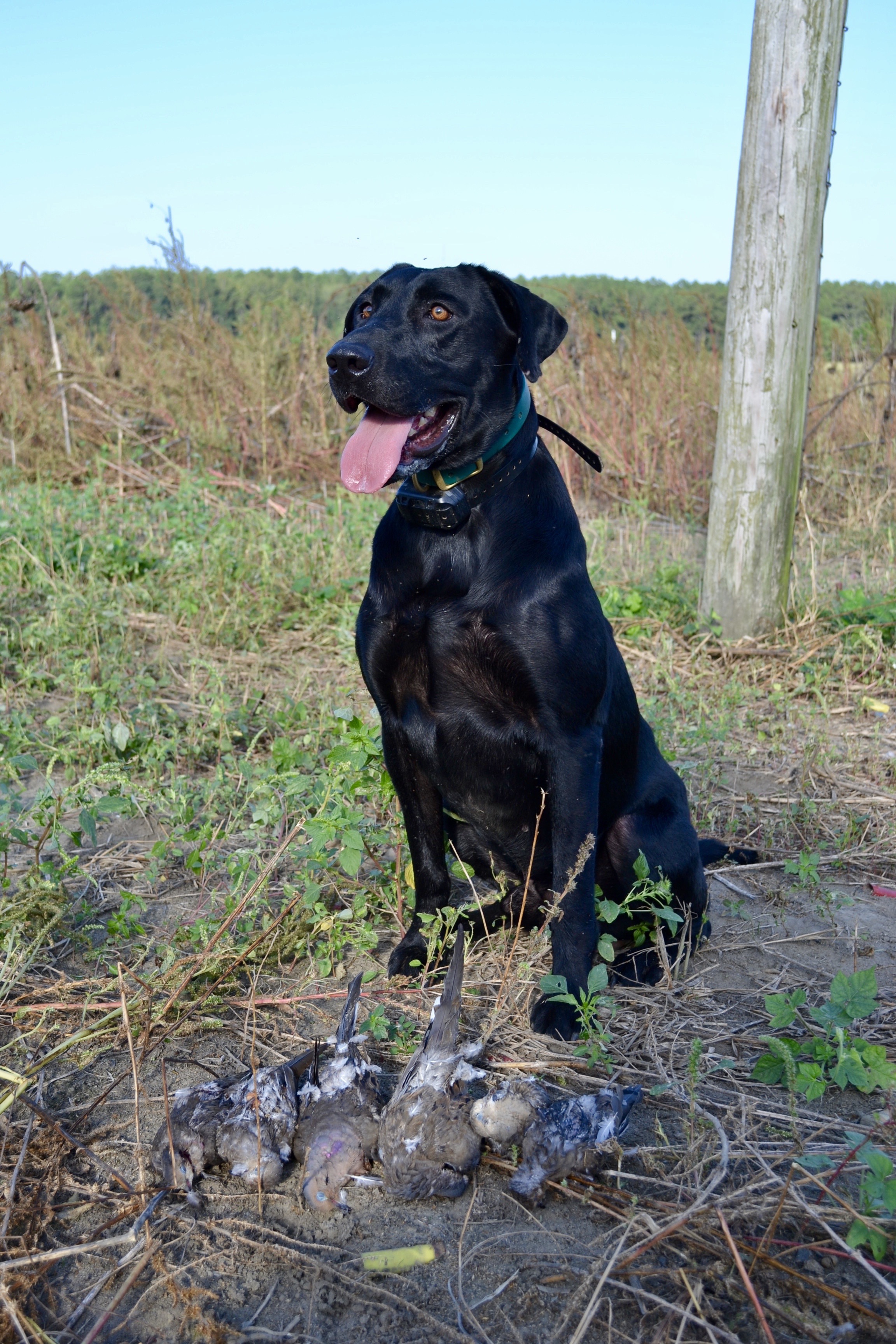 Ashepoo's Blackwater Spook | Black Labrador Retriver