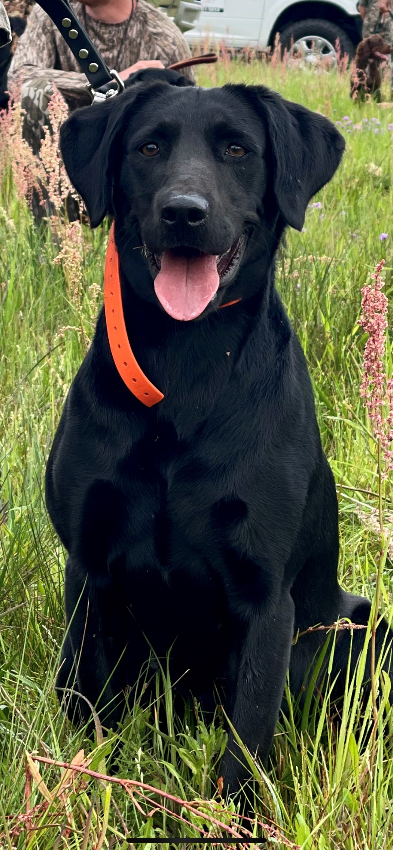 Salty Creek's Lady Marley May JH | Black Labrador Retriver