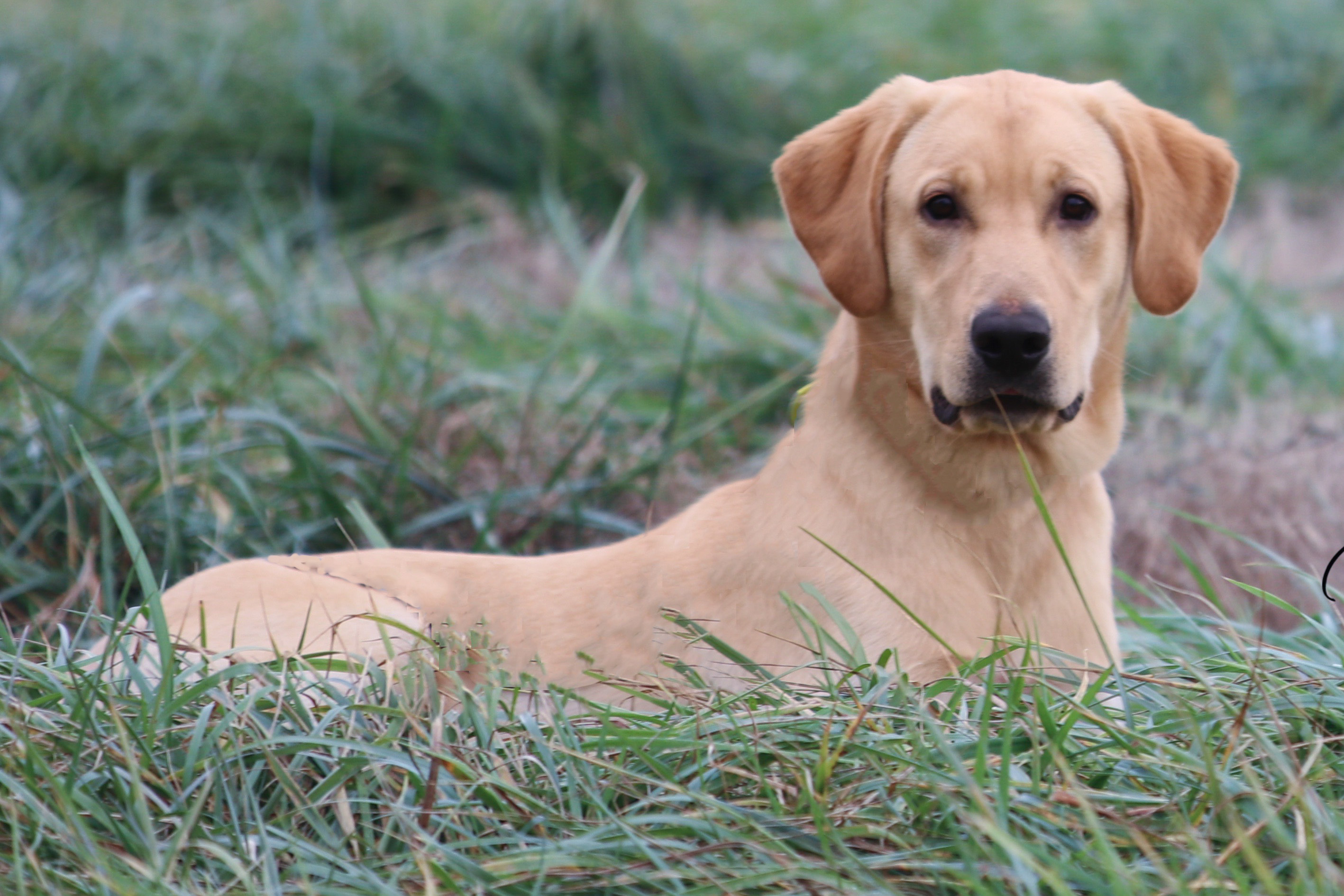 Green Rivers Yayo | Yellow Labrador Retriver