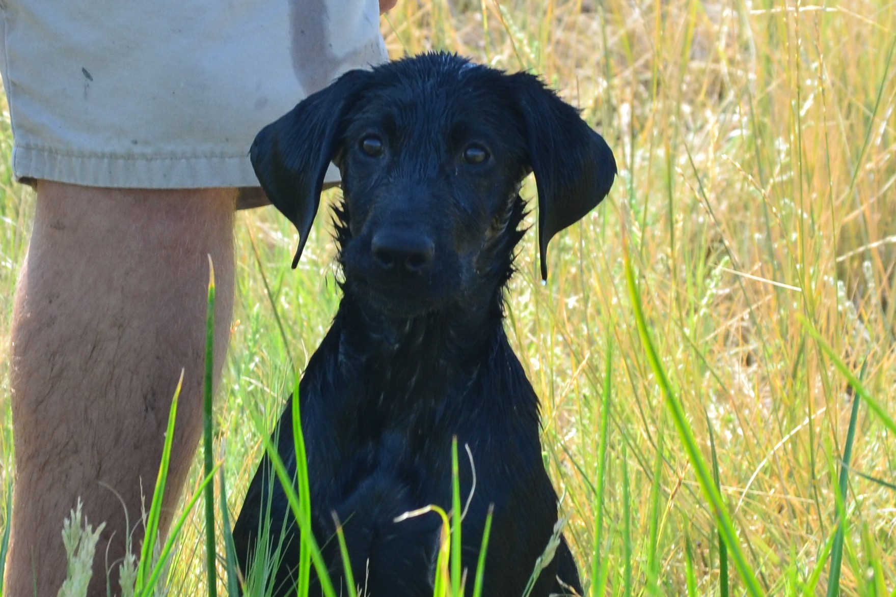 Yeago's Land Shark | Black Labrador Retriver